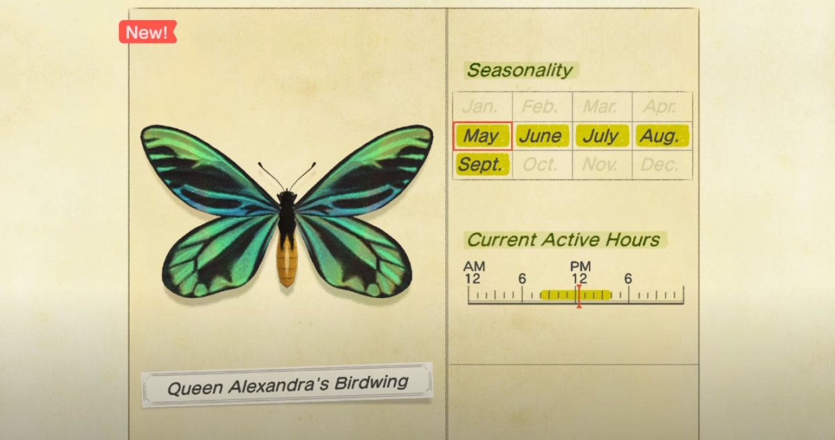 How to catch Queen Alexandra's Birdwing in Animal Crossing New Horizons