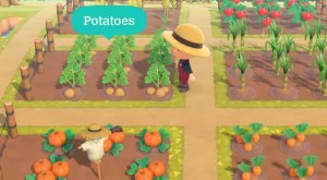 How to get Potatoes in Animal Crossing: New Horizons