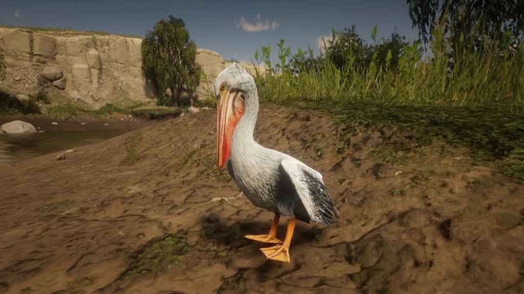 red dead pelican